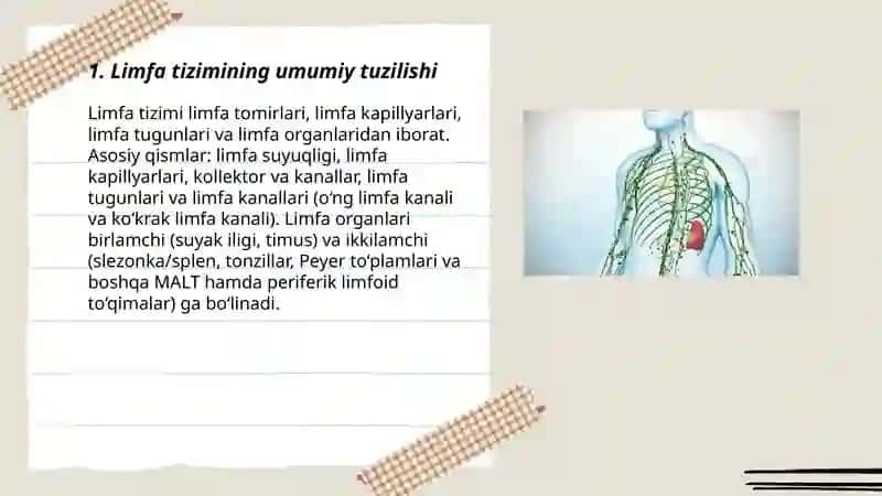 Limfa tizimi 3
