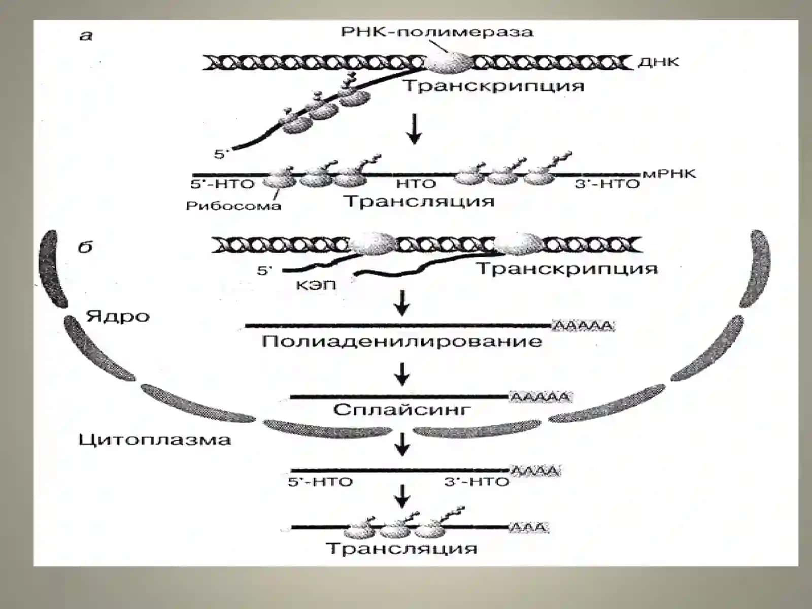 Оқсиллар биосинтези 3
