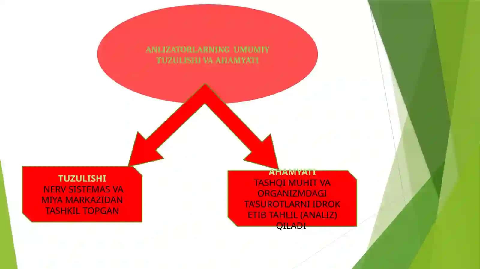 Yosh ko'rish analizatorlari 3