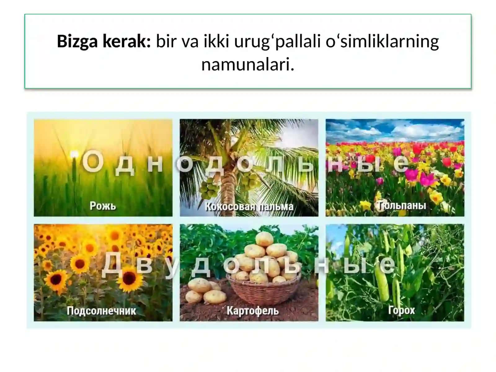 AMA LIY MASHG‘ UL O T19- MAVZU.O‘SIMLIKLAR SISTEMATIKASINI 3
