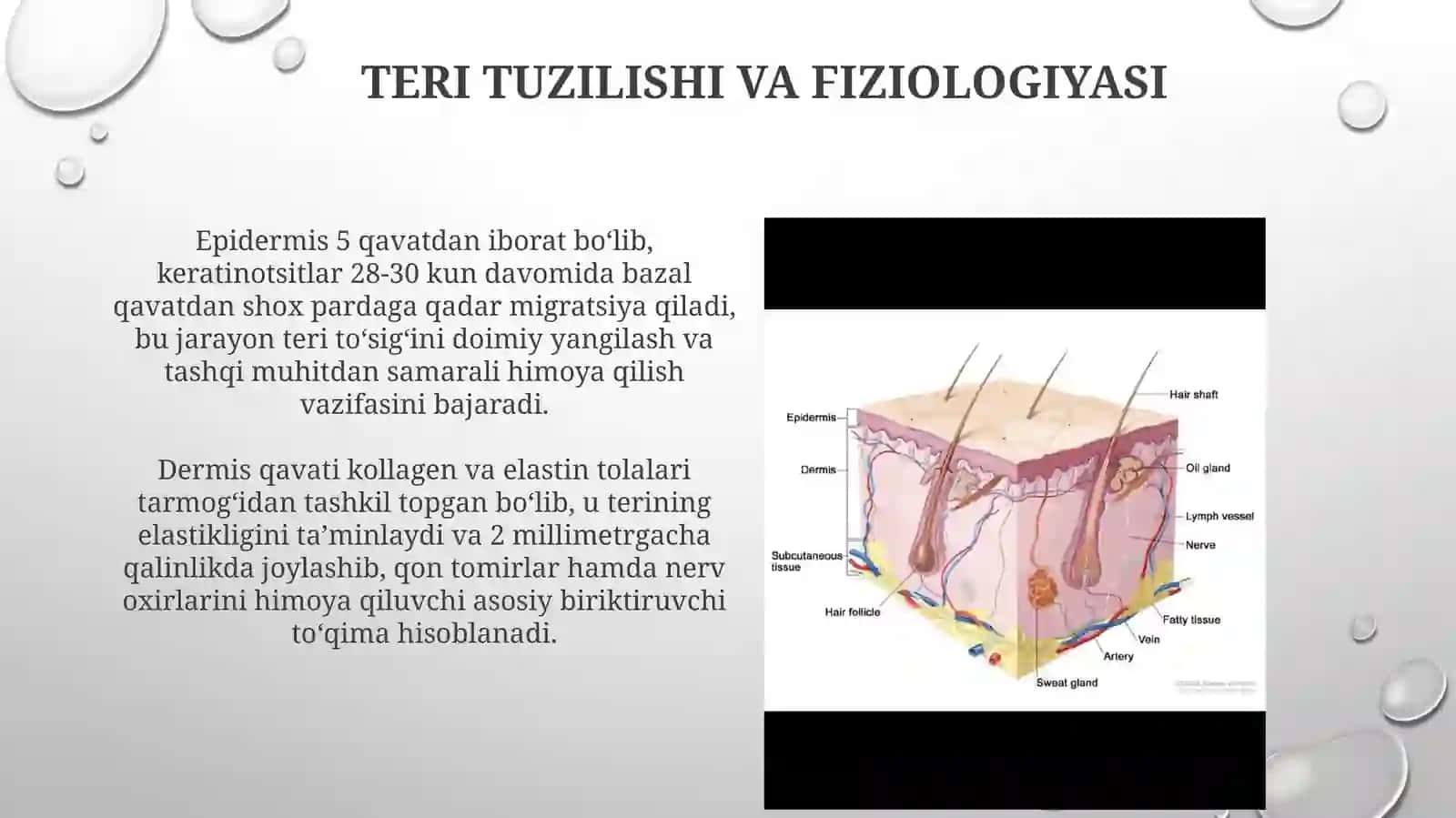 Teri xastaliklari patofiziologiyasi 3