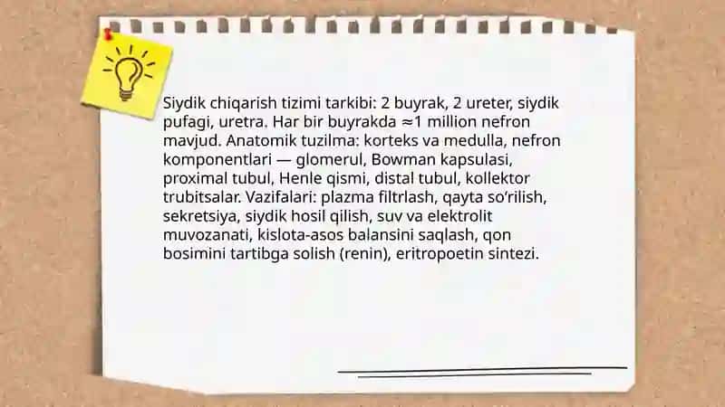 Siydik chiqarish tizimi anatomiyasi va vazifalari 3