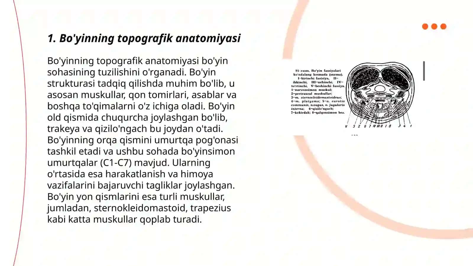 Bo'yinning topografik anatomiyasi 3