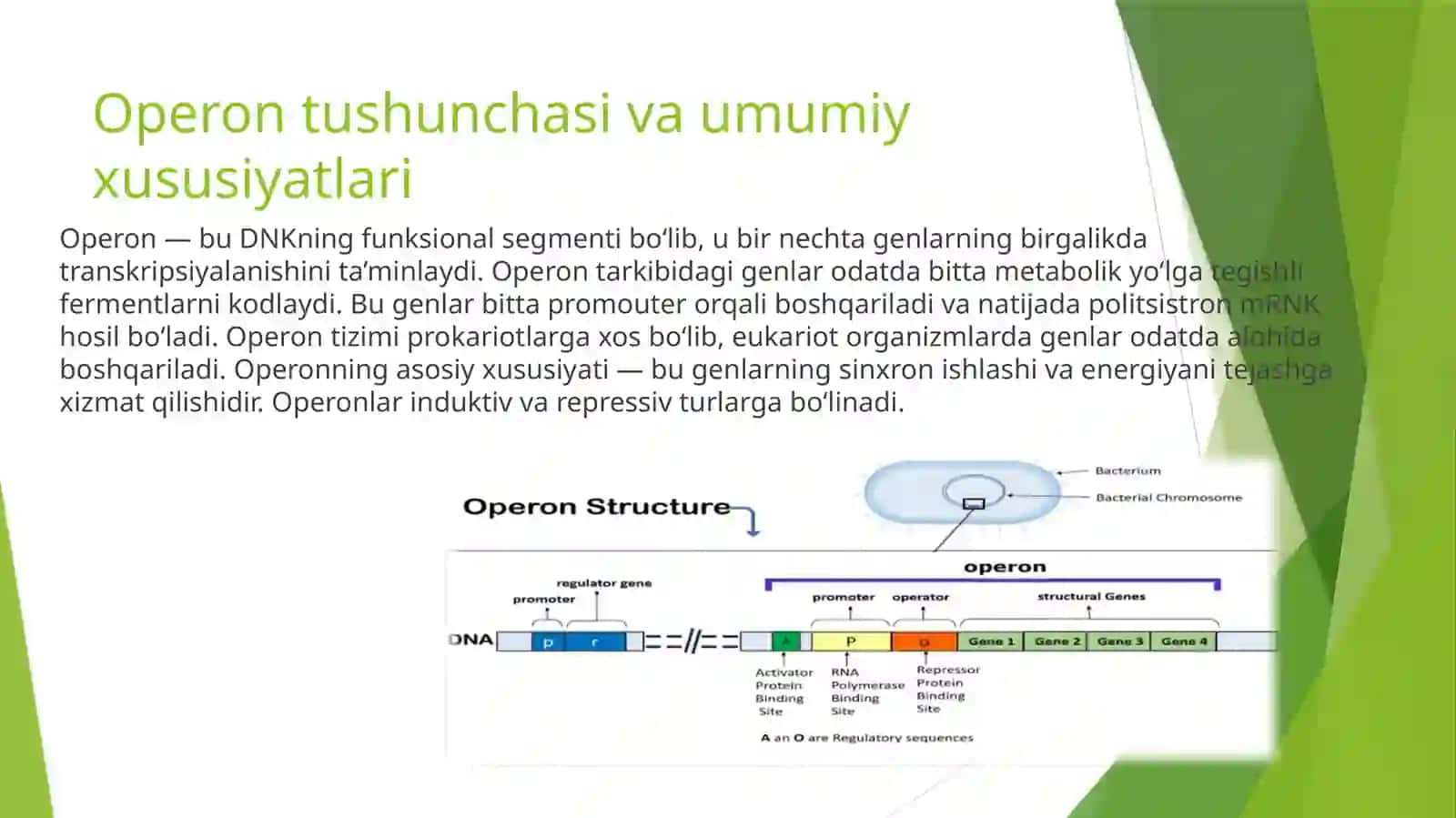Operon haqidatu shuncha 3