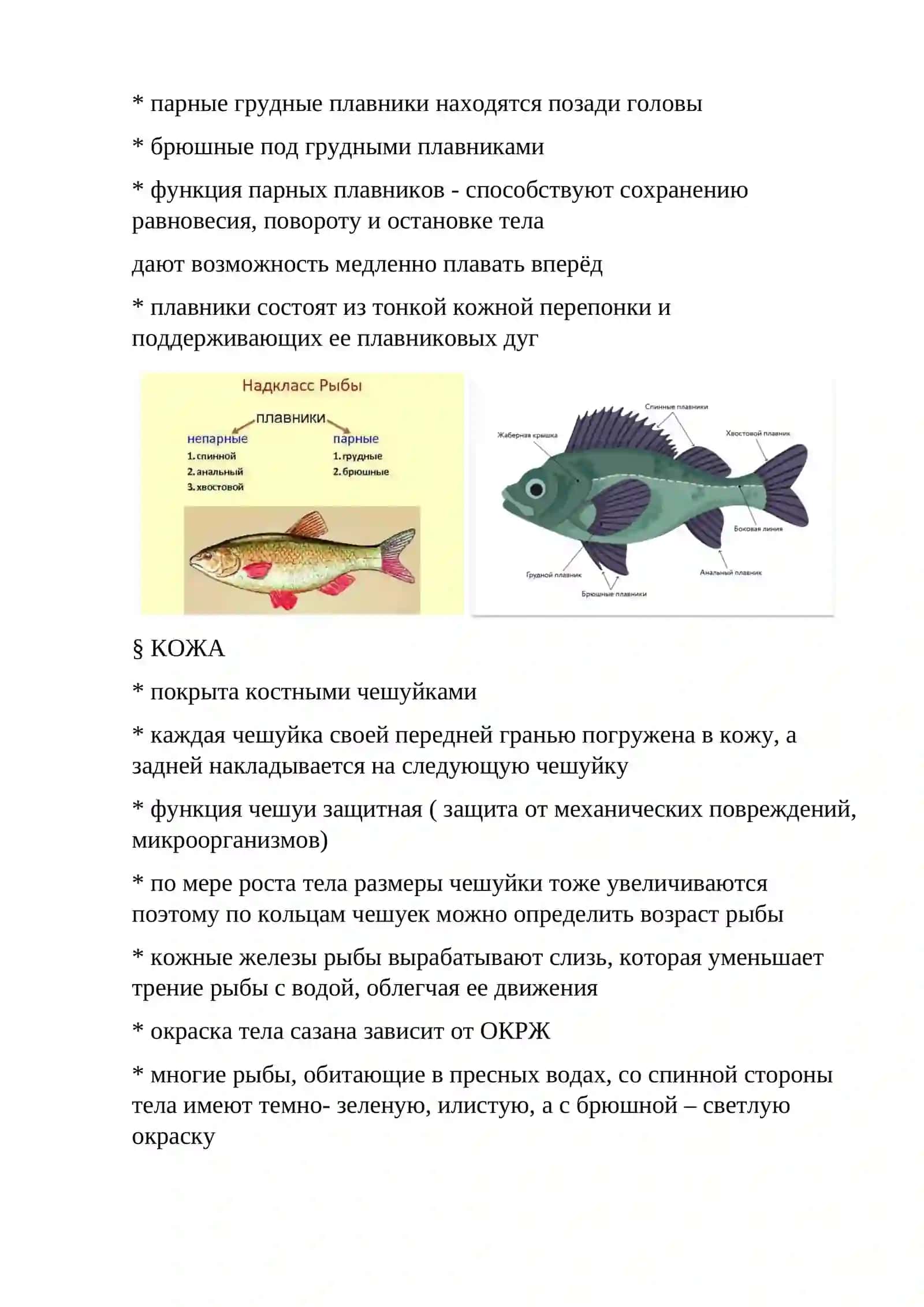 Сазан 3