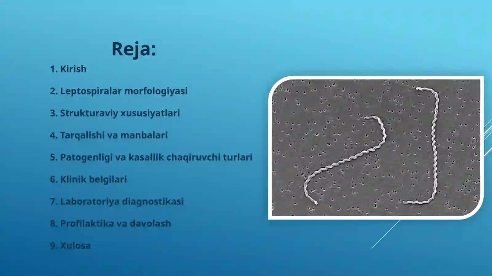 Leptospirozlar morfologiyasi, strukturasi, tarqalganligi, keltirib chiqaruvchi kasalliklari, laboratoriya diagnostikasi 3