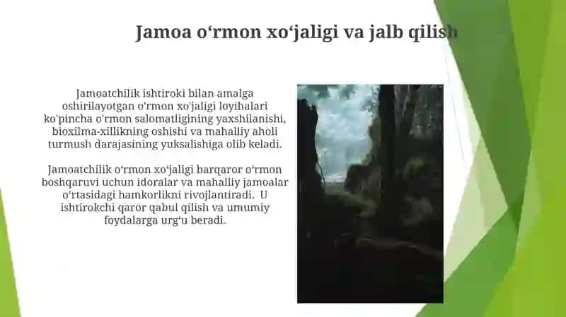 Oʻrmon xoʻjaligi 3