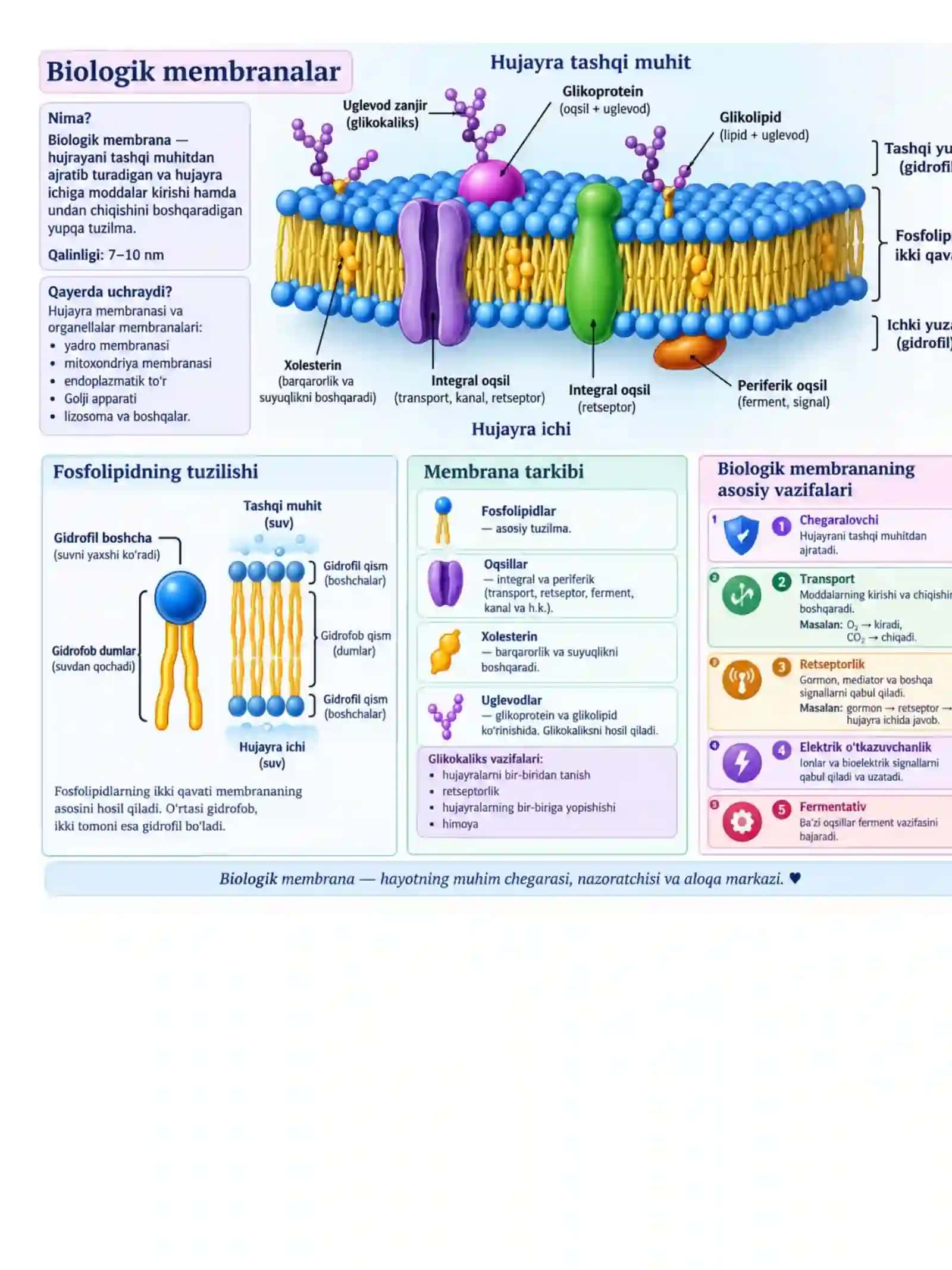 Biologik membranalar umumiy xususiyatlari 3