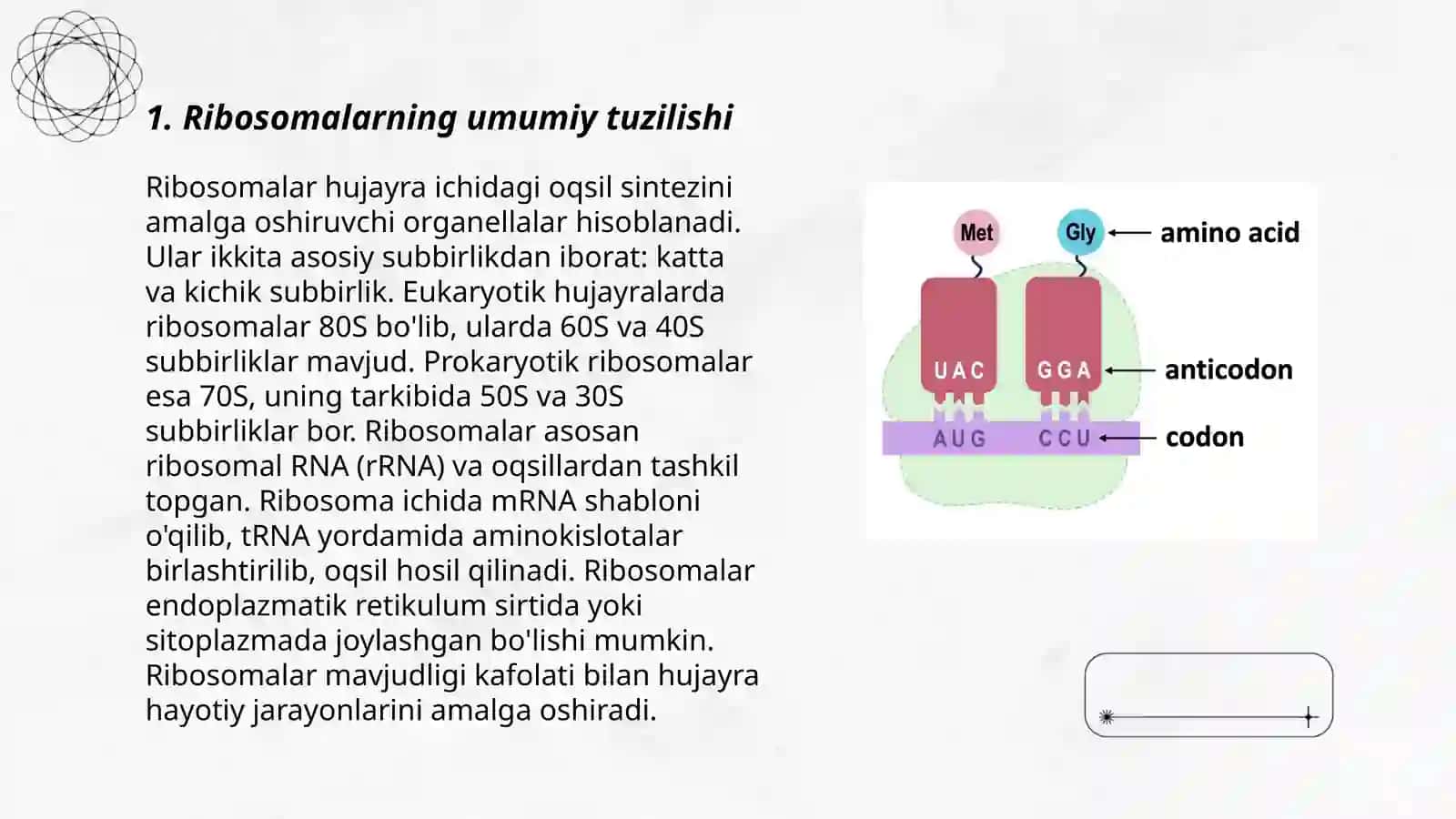 Ribosomalarning tuzilishi va funksiyalari 3