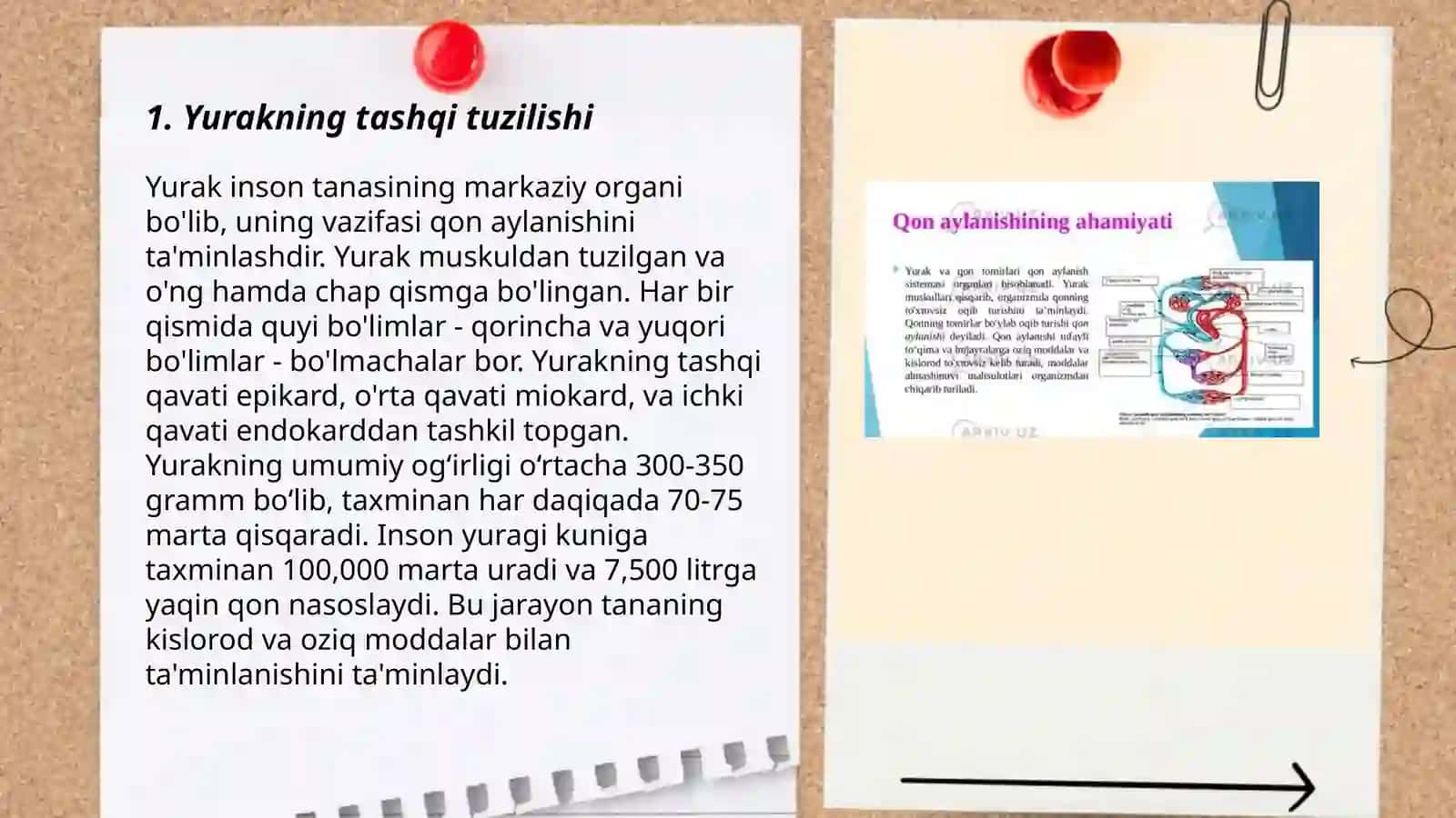 Yurakning tashqi va ichki tuzulishi qon aylanish doiralarining qon tomiri va yurak-qon tomirlari tizmi filogenezi 3