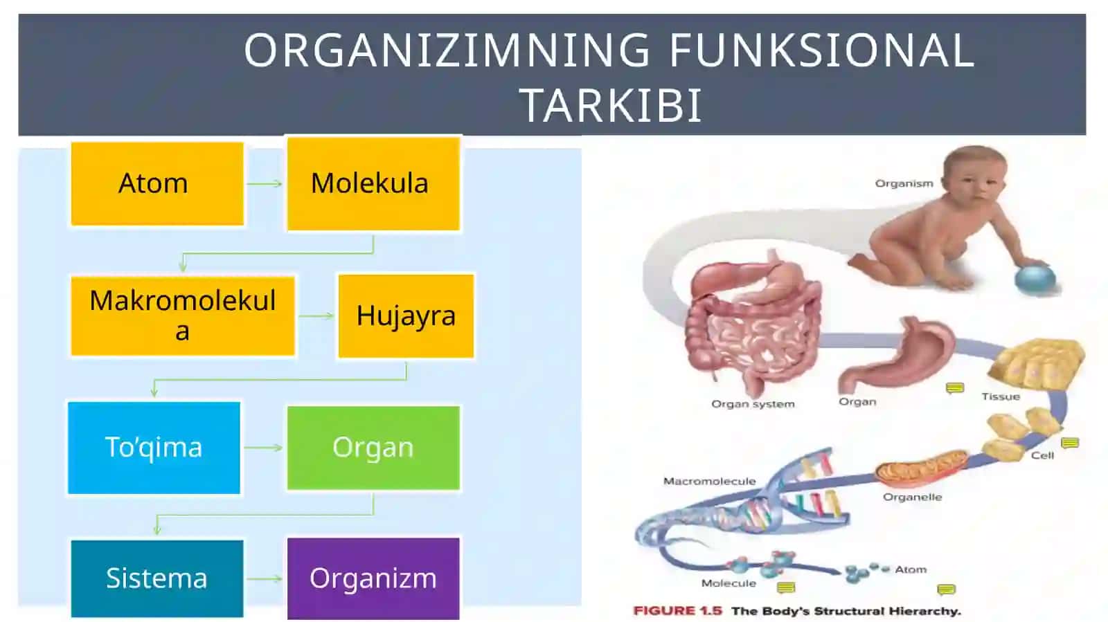 Umumiyfizologiya 3