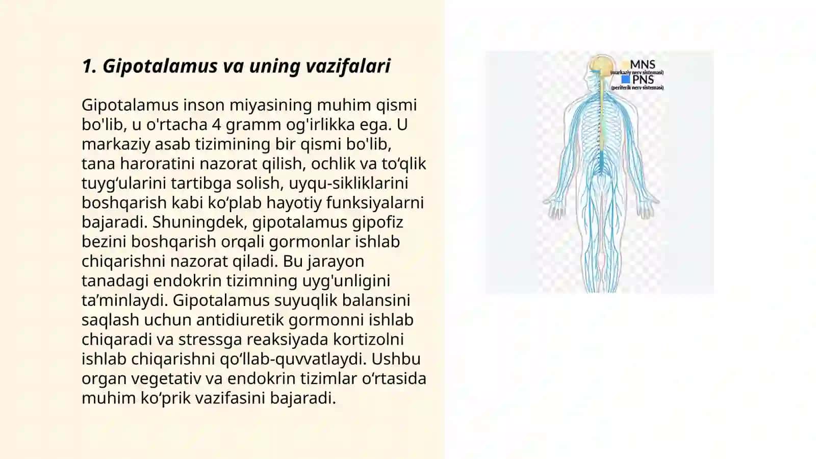 Endokrin bezlar-markaziy endokrin sistemasi 3