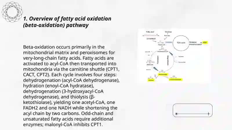 Fatty Acid Oxidation and Ketone Bodies 3