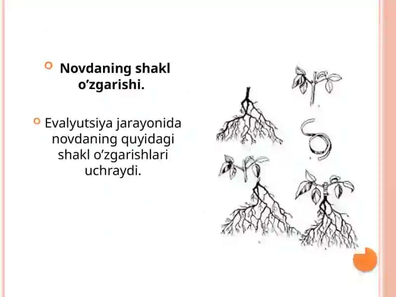 Novda Metamorfozi va Uninf Morfologik va Anatomik Tuzilishi va Ildiz 3