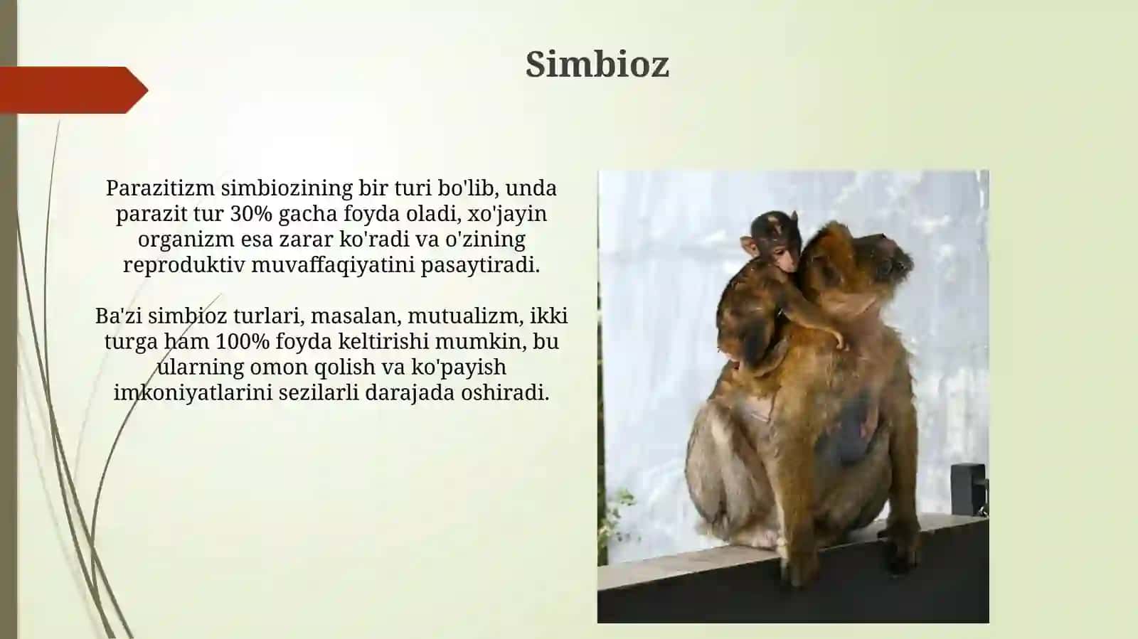 Simbioz 3