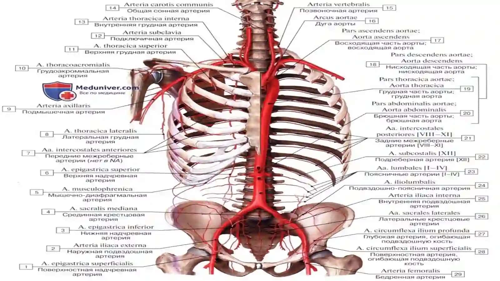 KOʻKRAK AORTASI VA QORIN AORTASI 3