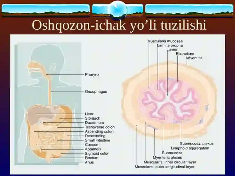 SURUNKALI ENTERIT. SURUNKALI KOLIT 3