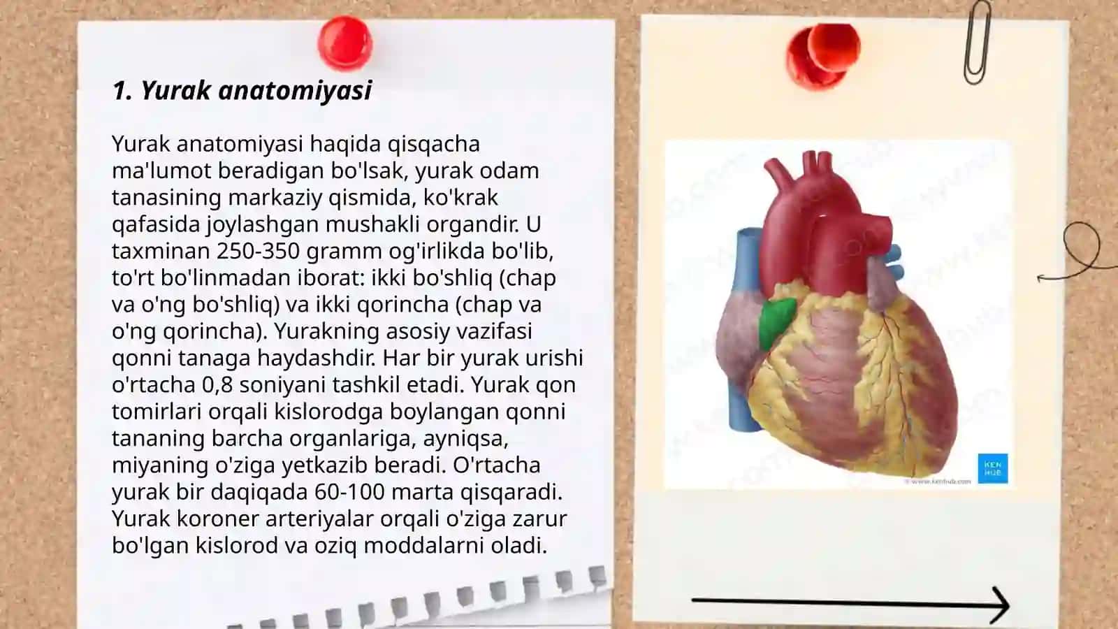 Yurak 3