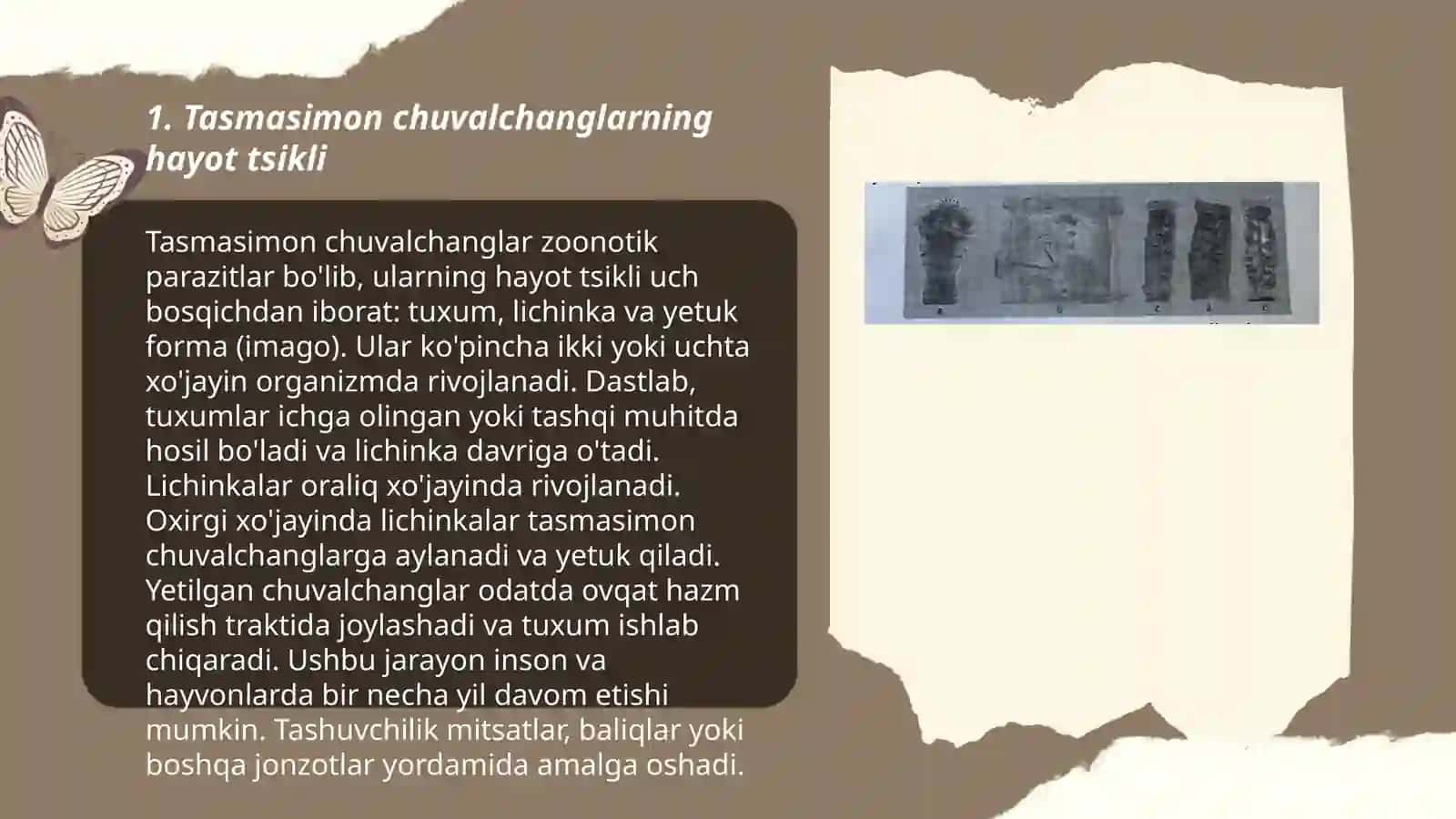 Tasmasimon chuvalchanglar 3