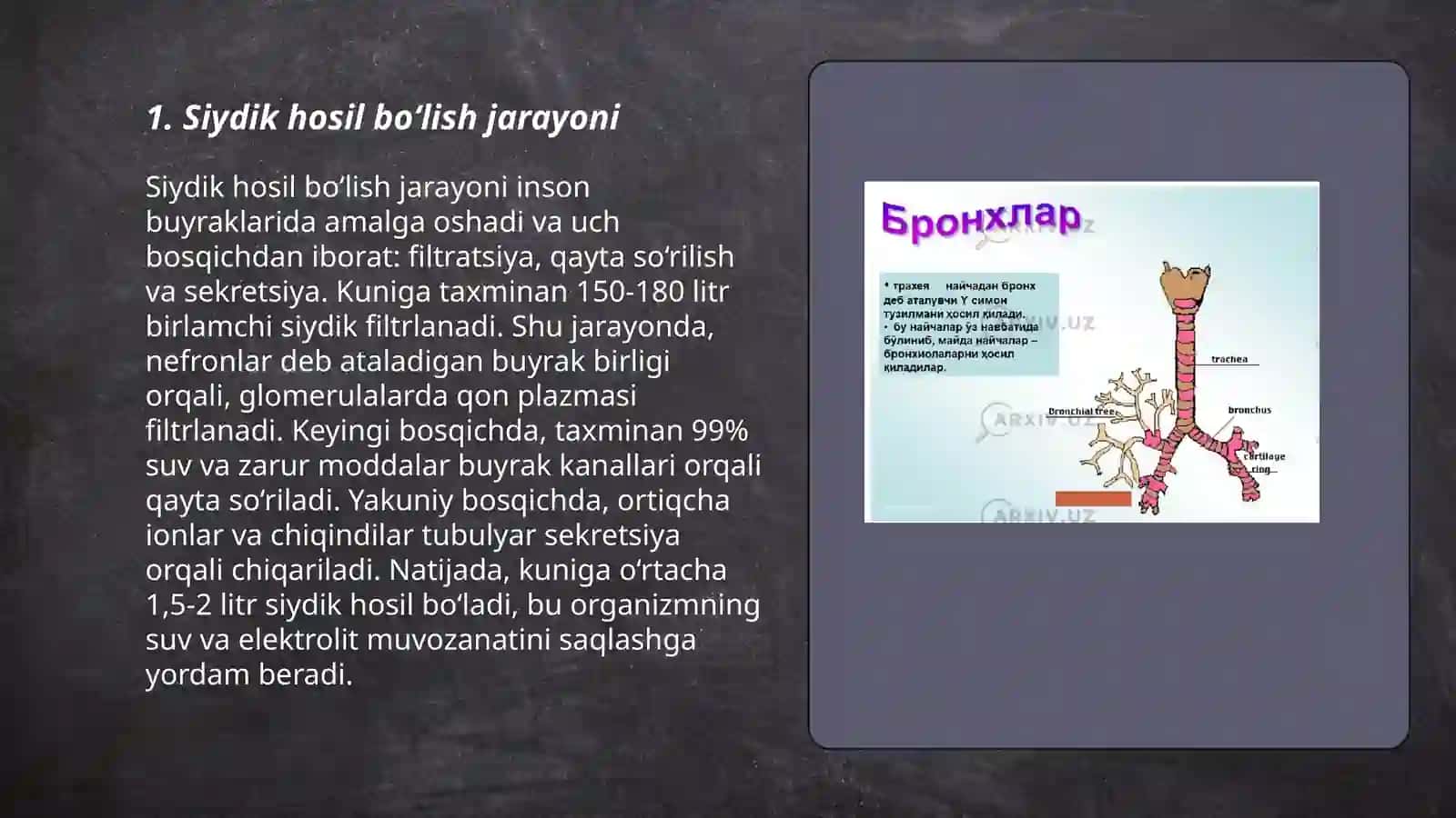 Siydik hosil bo‘lish jarayoni 3