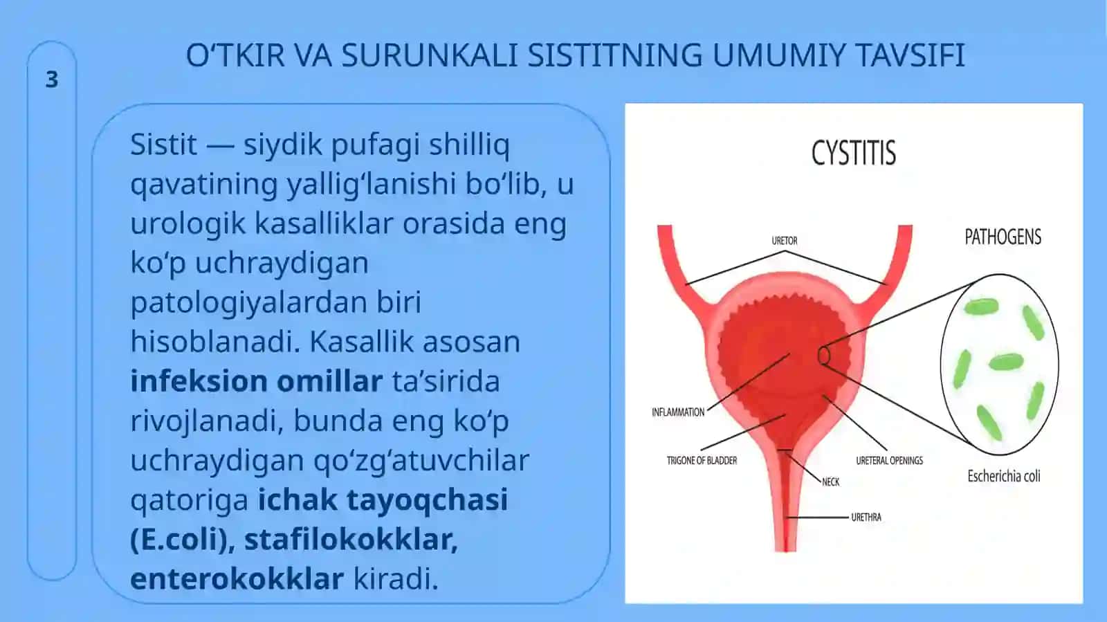 O‘tkirva surunka lisisti. Prostatit 3