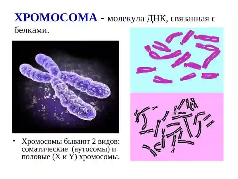 Xromosomalarning tuzulishi 3