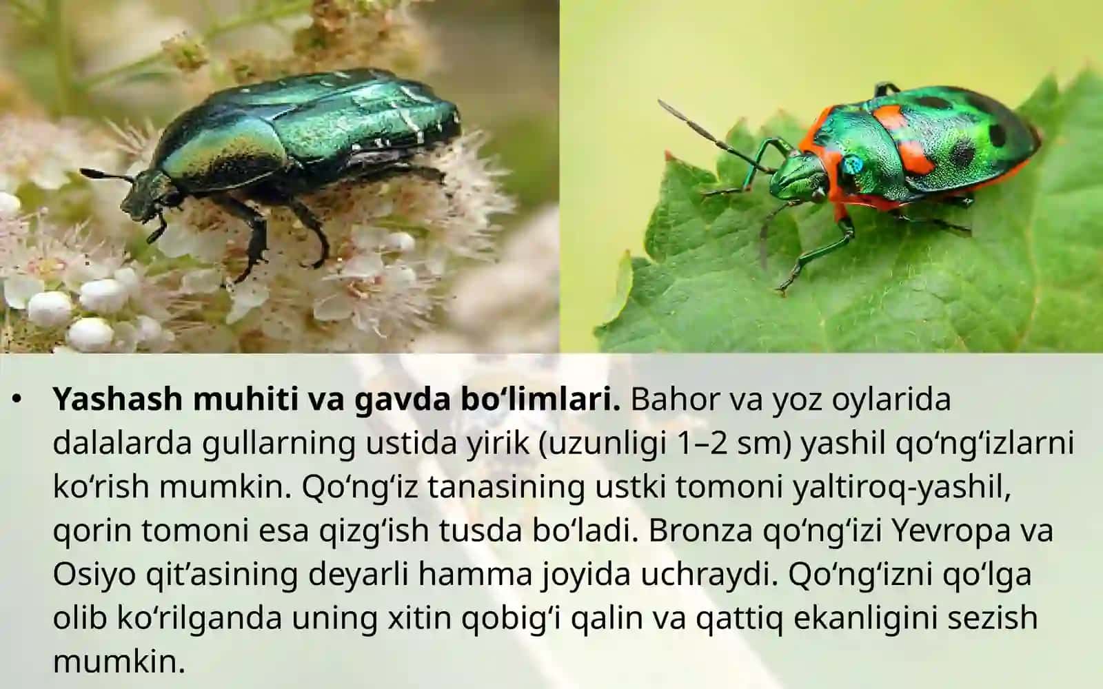 7-sinf Zoologiya 'Yashil bronza qo'ng'izining tashqi tuzilishi' ko'rgazma 3
