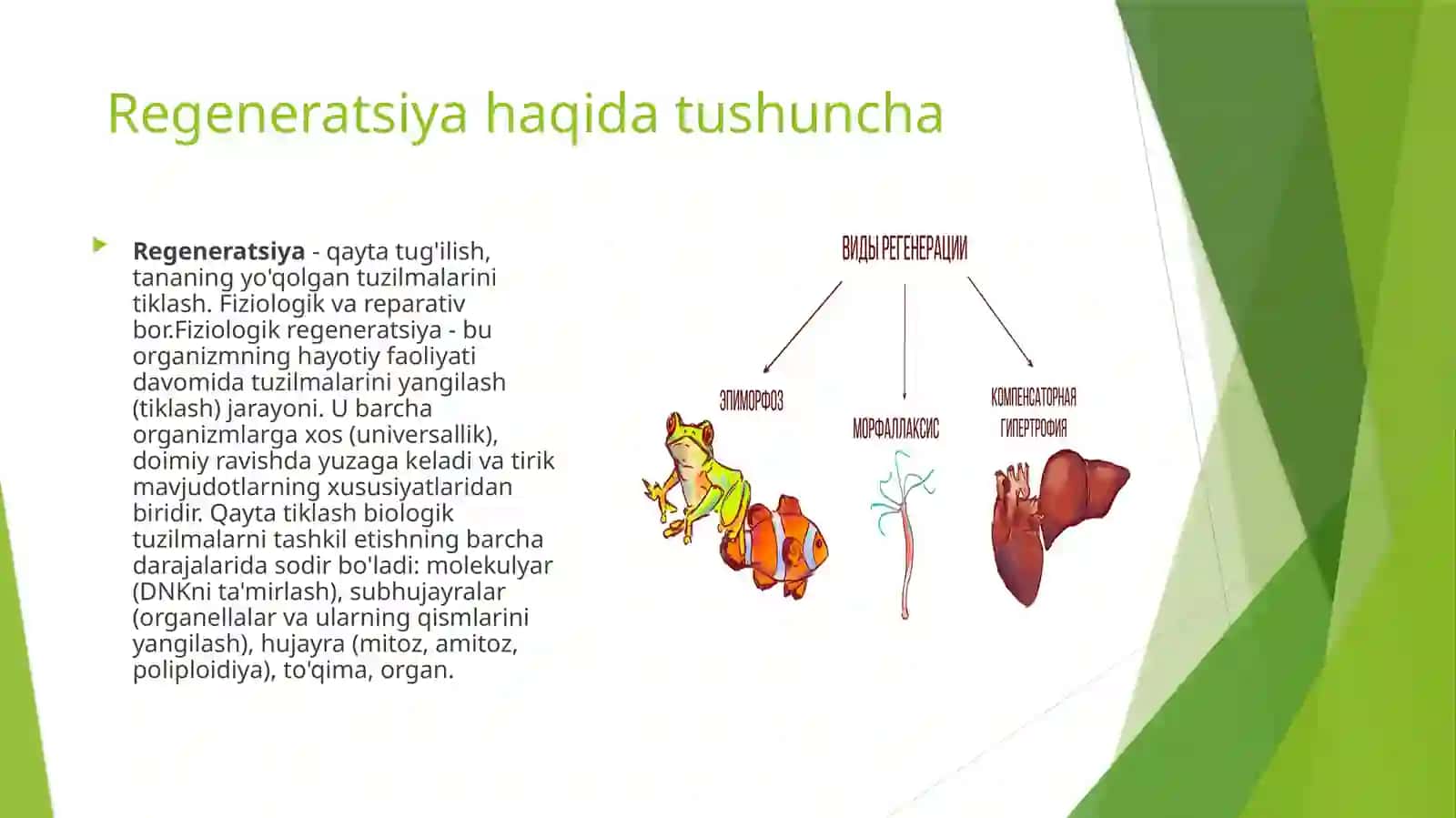 Regeneratsiya, transplantatsiya va ularning turlari 3