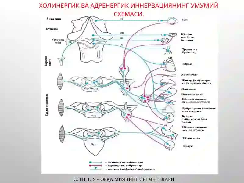 Эфферент иннервация 3