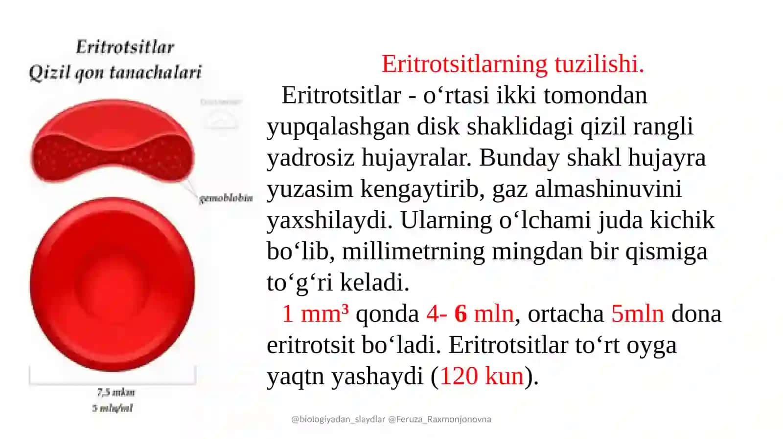 Eritrotsitlar 3