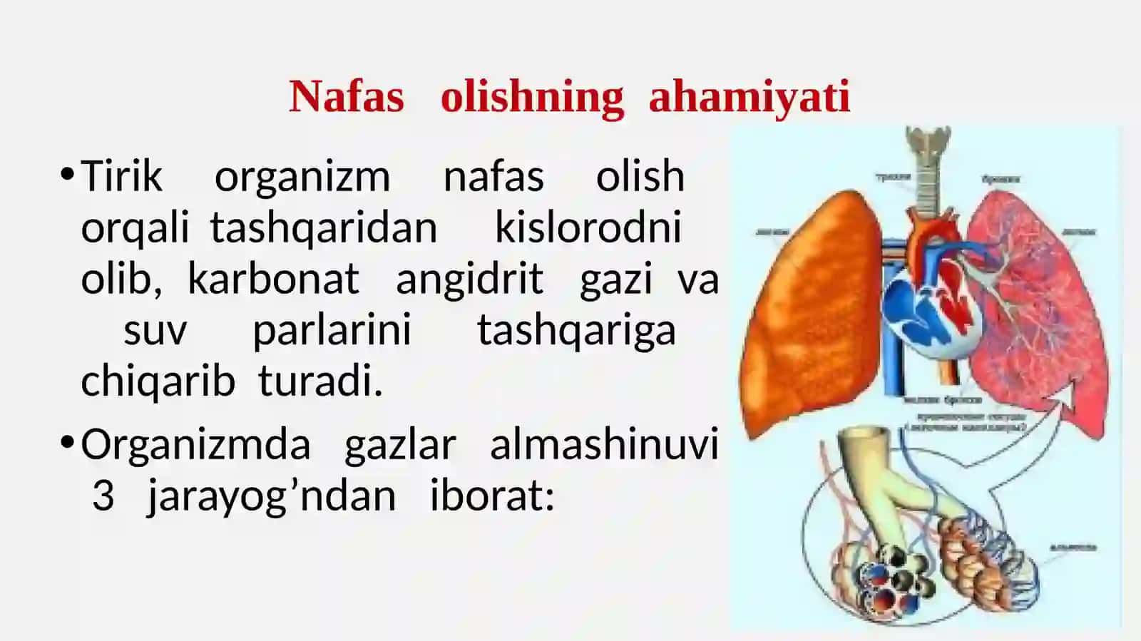 Nafas olish tizimi 3