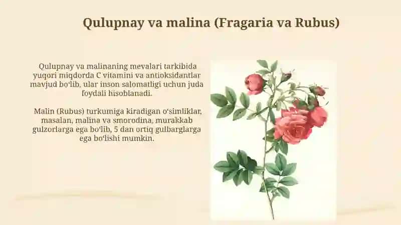 Ra'noguldoshlar (Rosaceae) Oilasi Vakillari 3