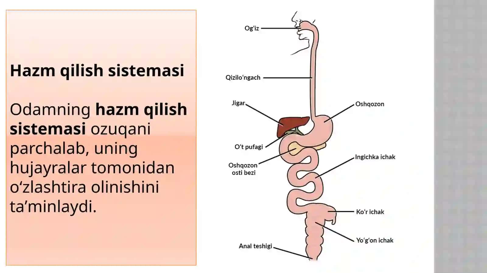 Ovqat Hazm Qilish Organlari Tuzilishi — Anatomik Taqdimot.pptx 3