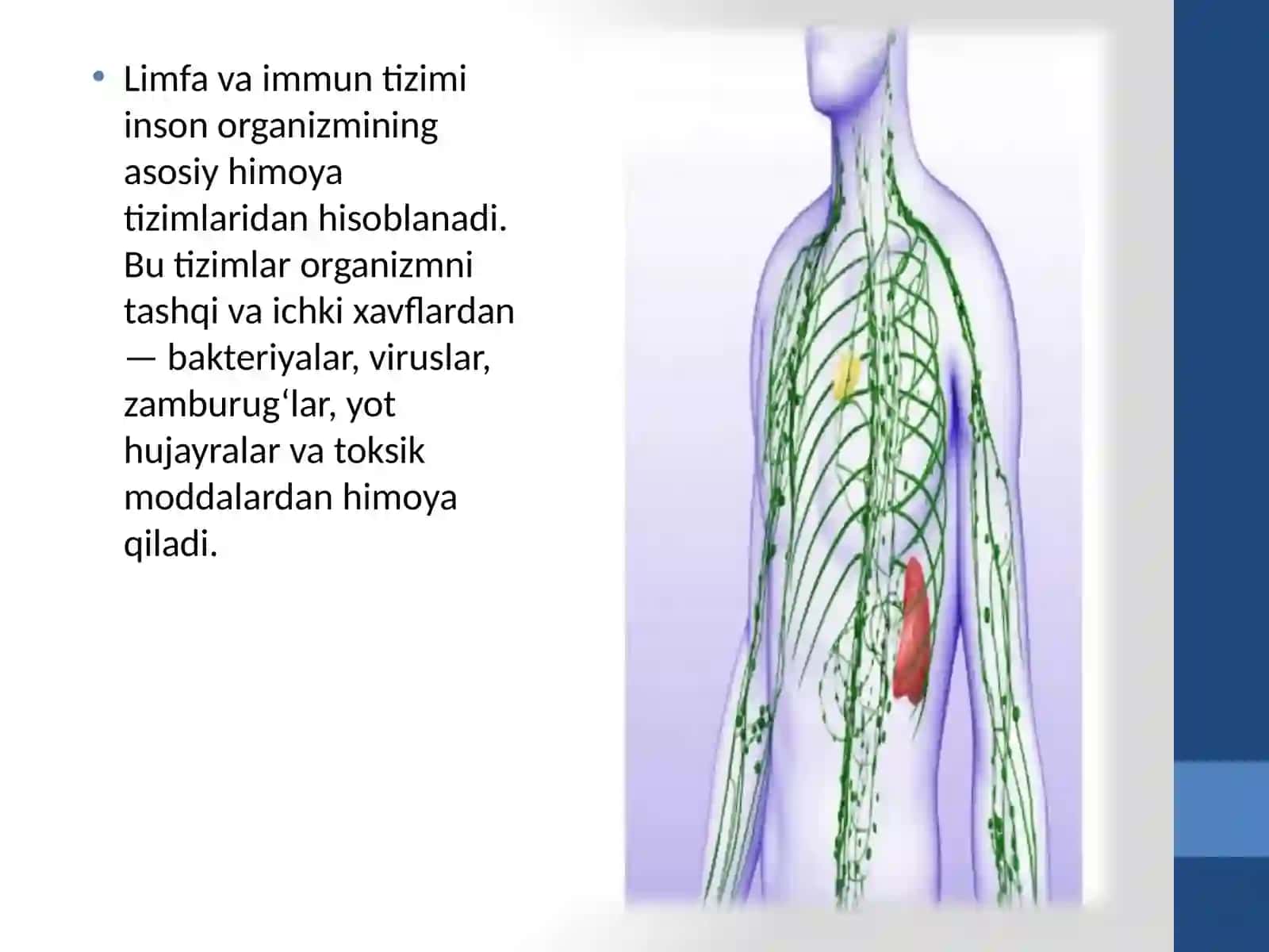 Limfav immunitizimi: tuzilishi, funksiyalari va yoshga qarab o'zgarishlari 3
