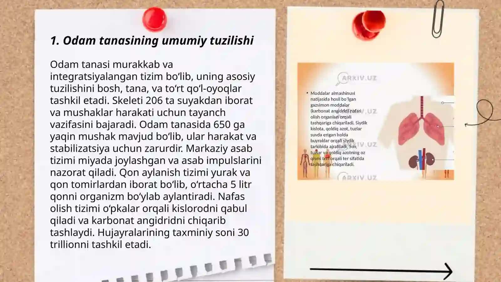 Odam va uning organlari tizimi tuzilishi va vazifalari 3