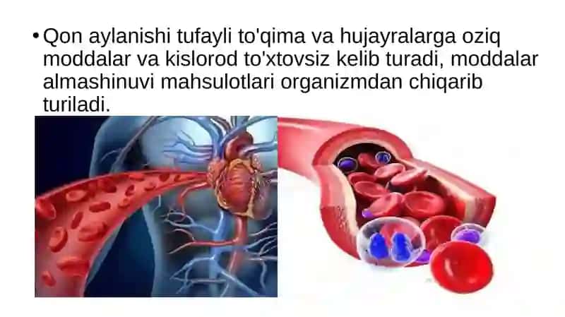 Qon aylanishining ahamiyati, yurakning tuzilishi 3
