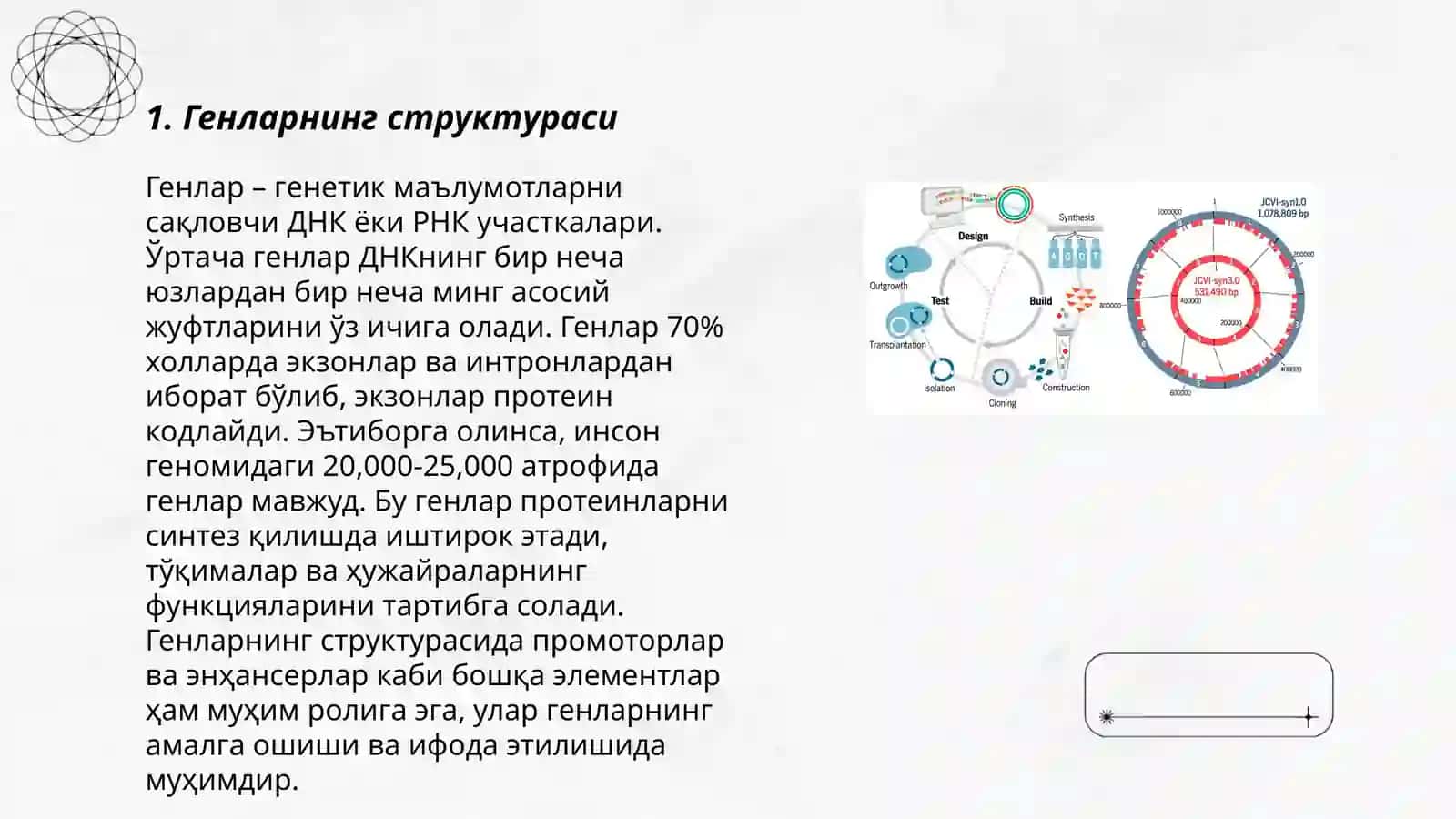 Геннинг геномдаги локацияси эукариотлар геноми 3