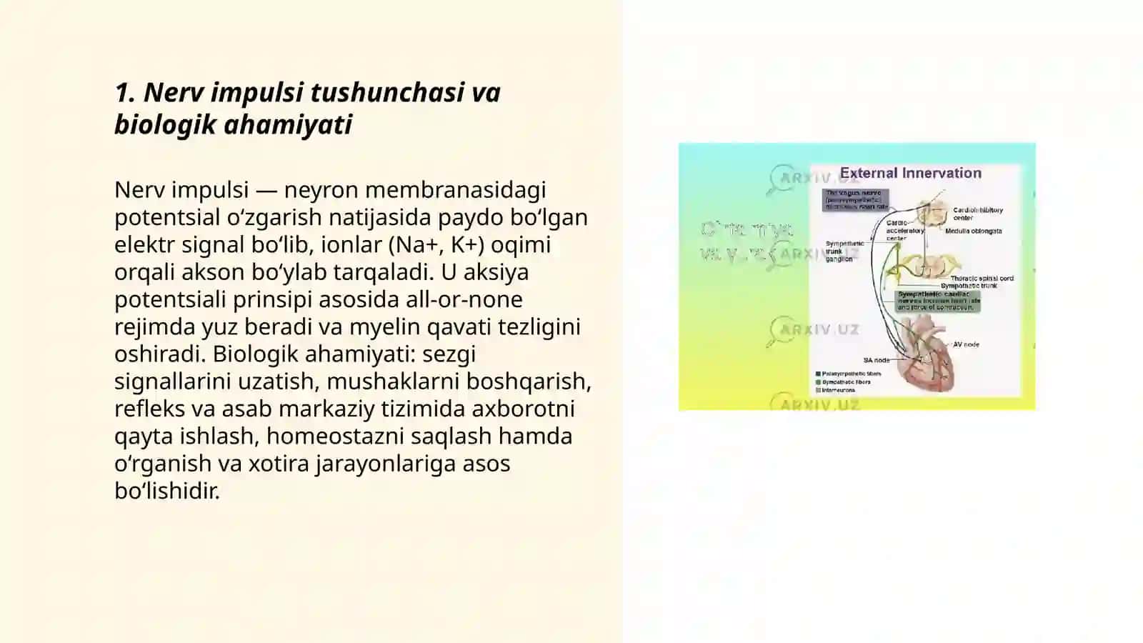 Nerv impulsi va uning tarqalish mexanizmi 3