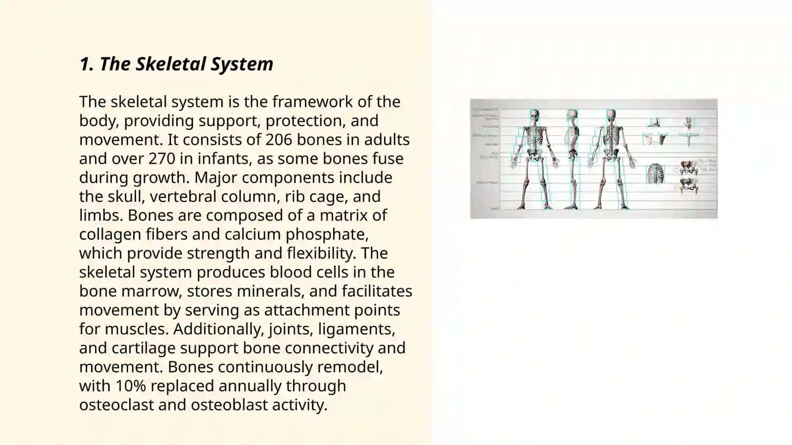 Presentation: Human body 3