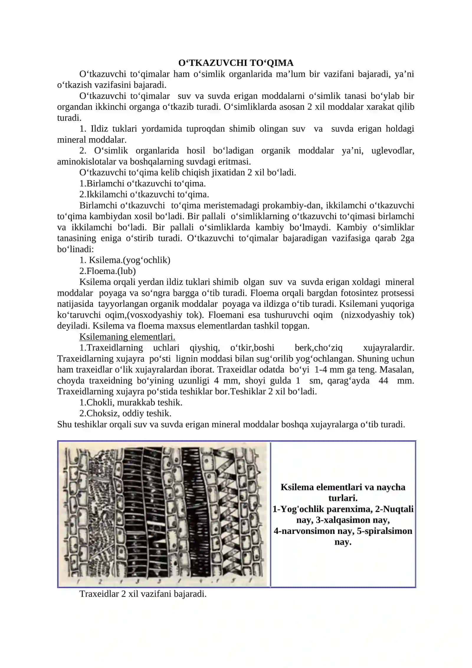 MEXANIK, O‘TKAZUVCHI, AJRATUVCHI VA ASOSIY TO‘QIMALAR. ILDIZ MORFOLOGIYASI.ILDIZNI FIZOLOGIK va anatomik tuzilishi 3