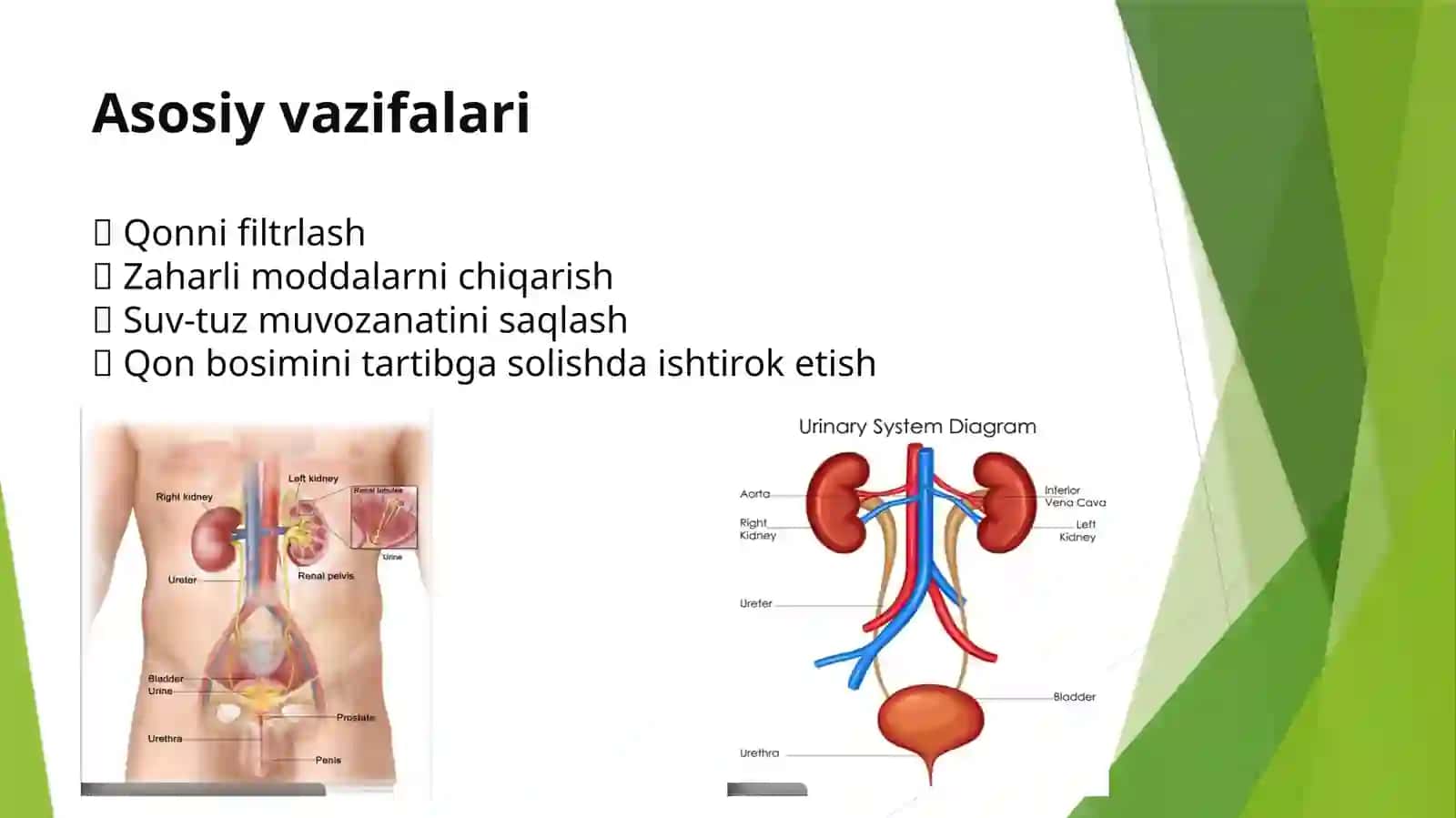 SIYDIK AYIRISH SISTEMASI XAVFSIZ O’SMA KASALLIGI 3
