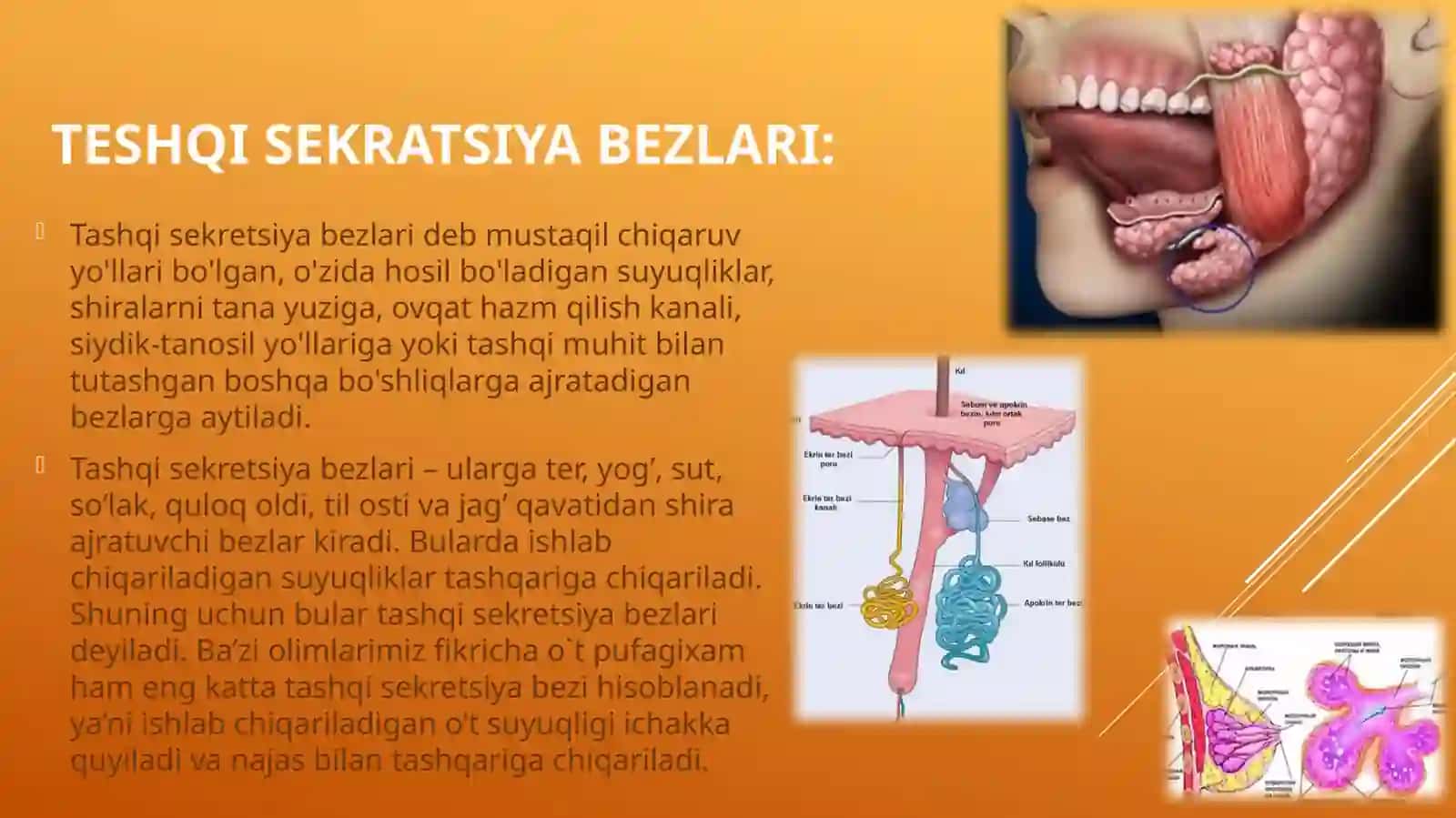 ICHKI SEKRETSIYA BEZLARI.TASHQI VA ARALASH BEZLAR 3