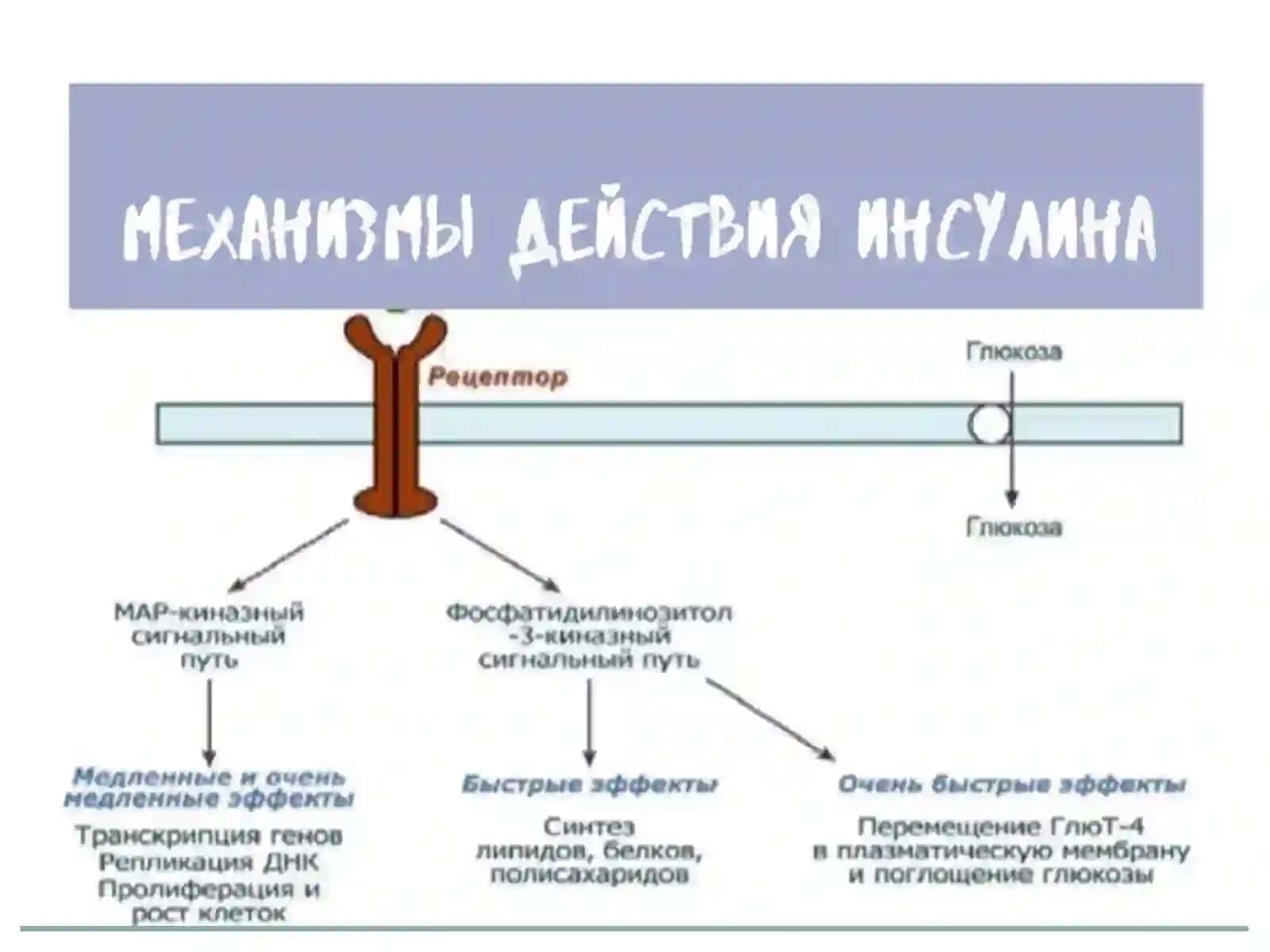 Oshqozon osti bezi gormonlari 3