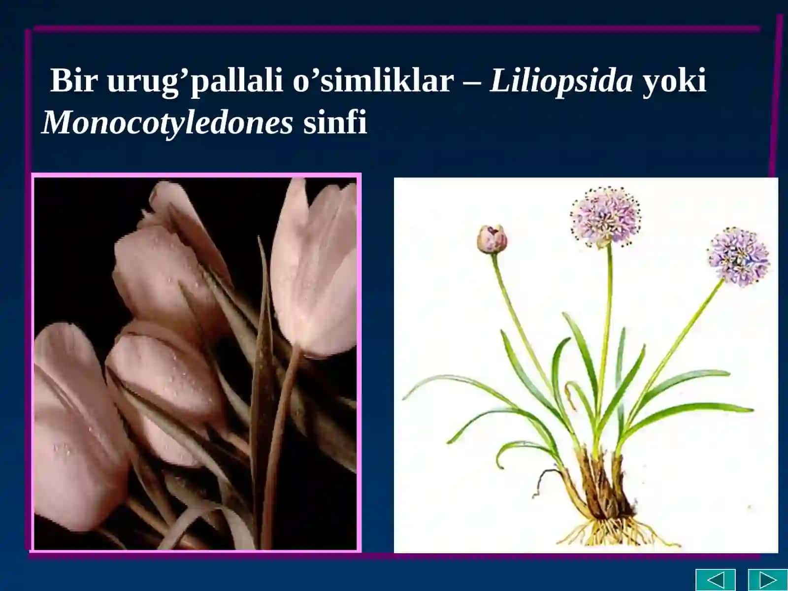 Bir urug’pallali o’simliklar–LiliopsidayokiMonocotyledonessinfi 3