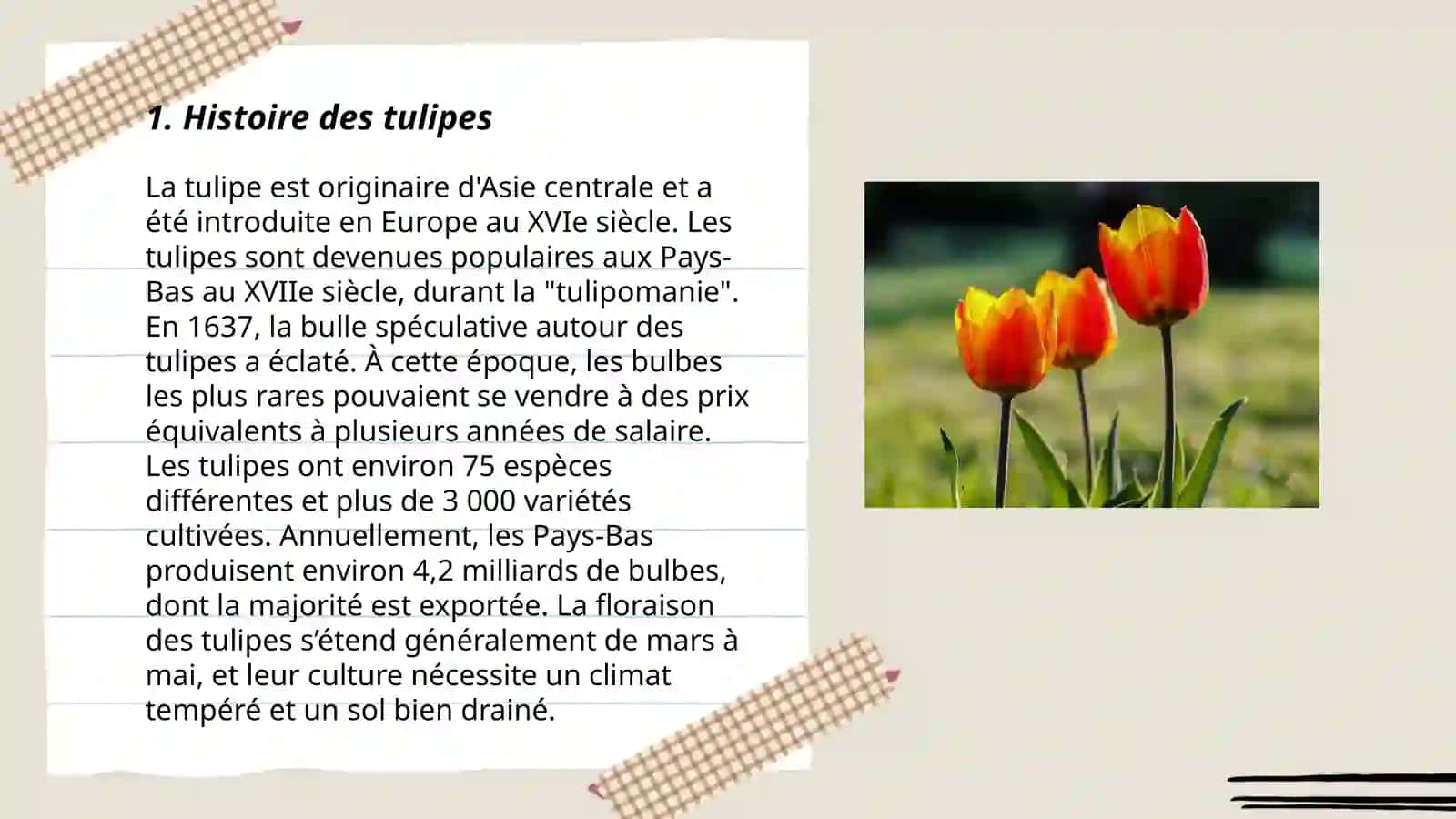 Tulipe 3