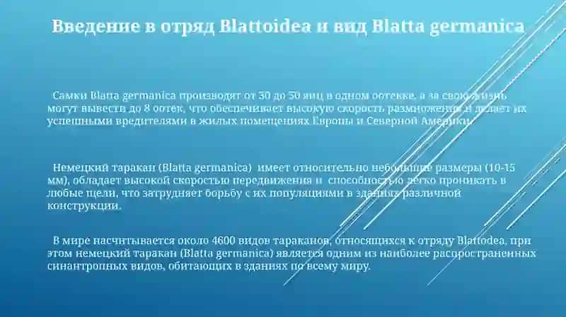 Blatta germanica 3