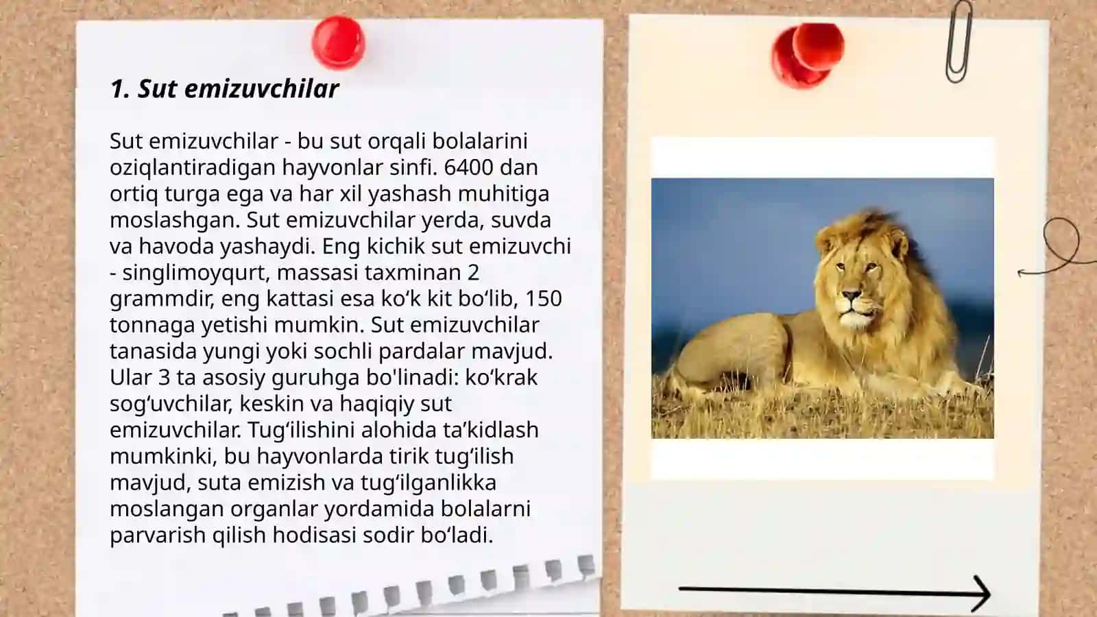 Hayvonot olami 3