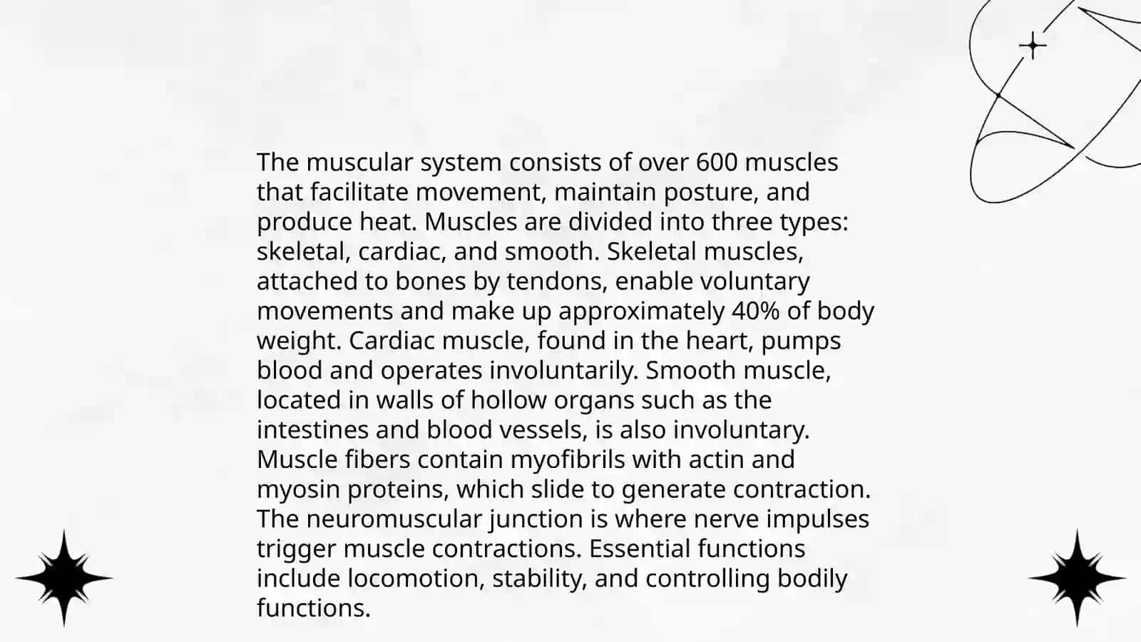 Muscular system of a human being 3