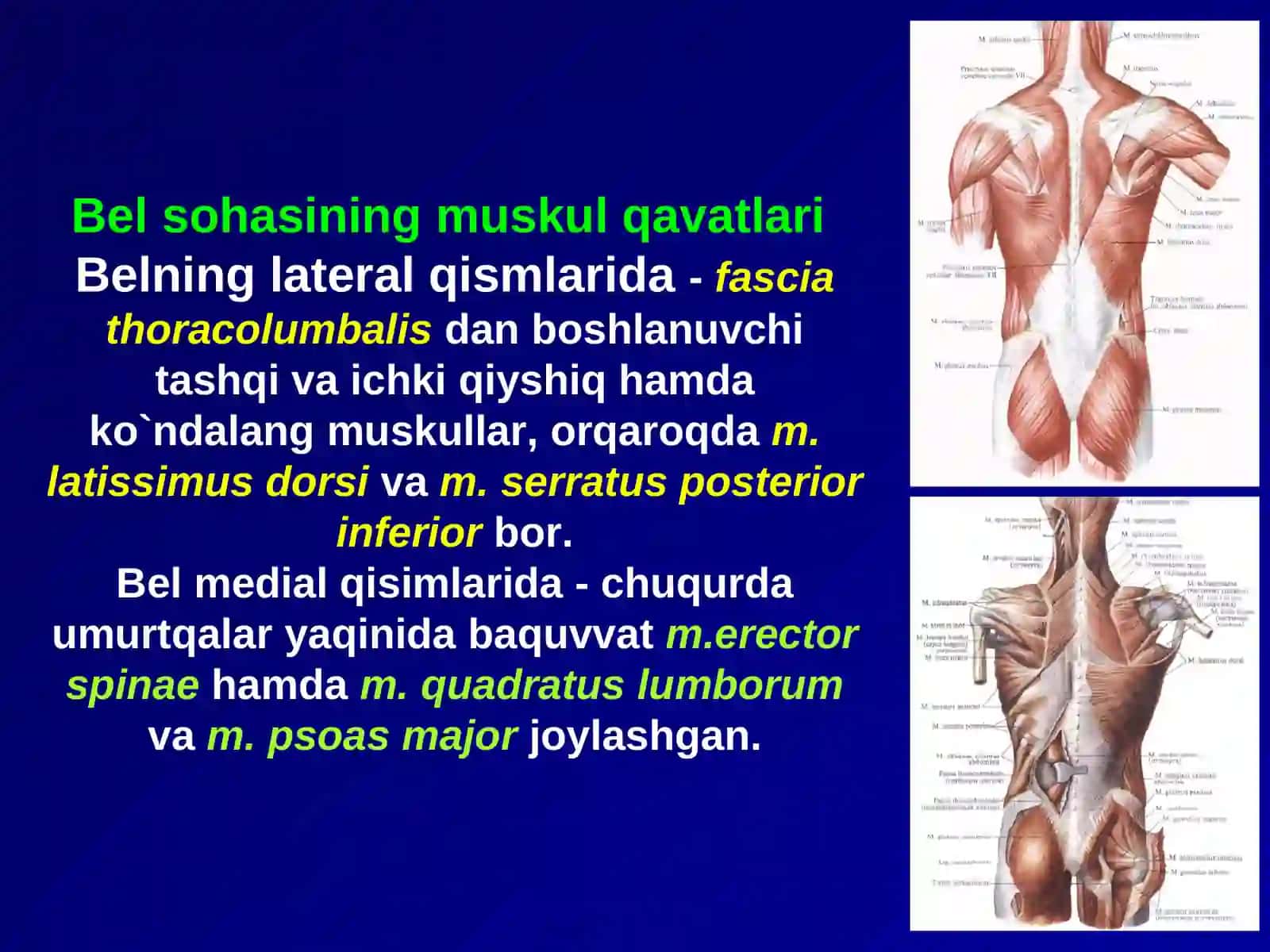 BEL SOHASI VА QORIN PARDA ORQA BO`SHLIG`NING KLINIK ANATOMIYASI VA OPERATSIYALARI 3