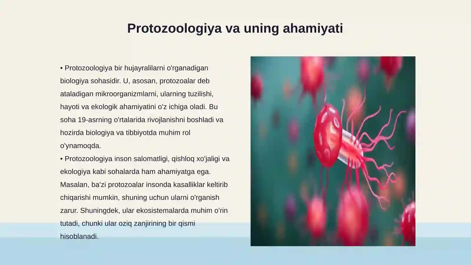 Protozoologiya. Bir hujayralilar tuzilishi va funksiyalari. Bir hujayralilar sistematikasi 3